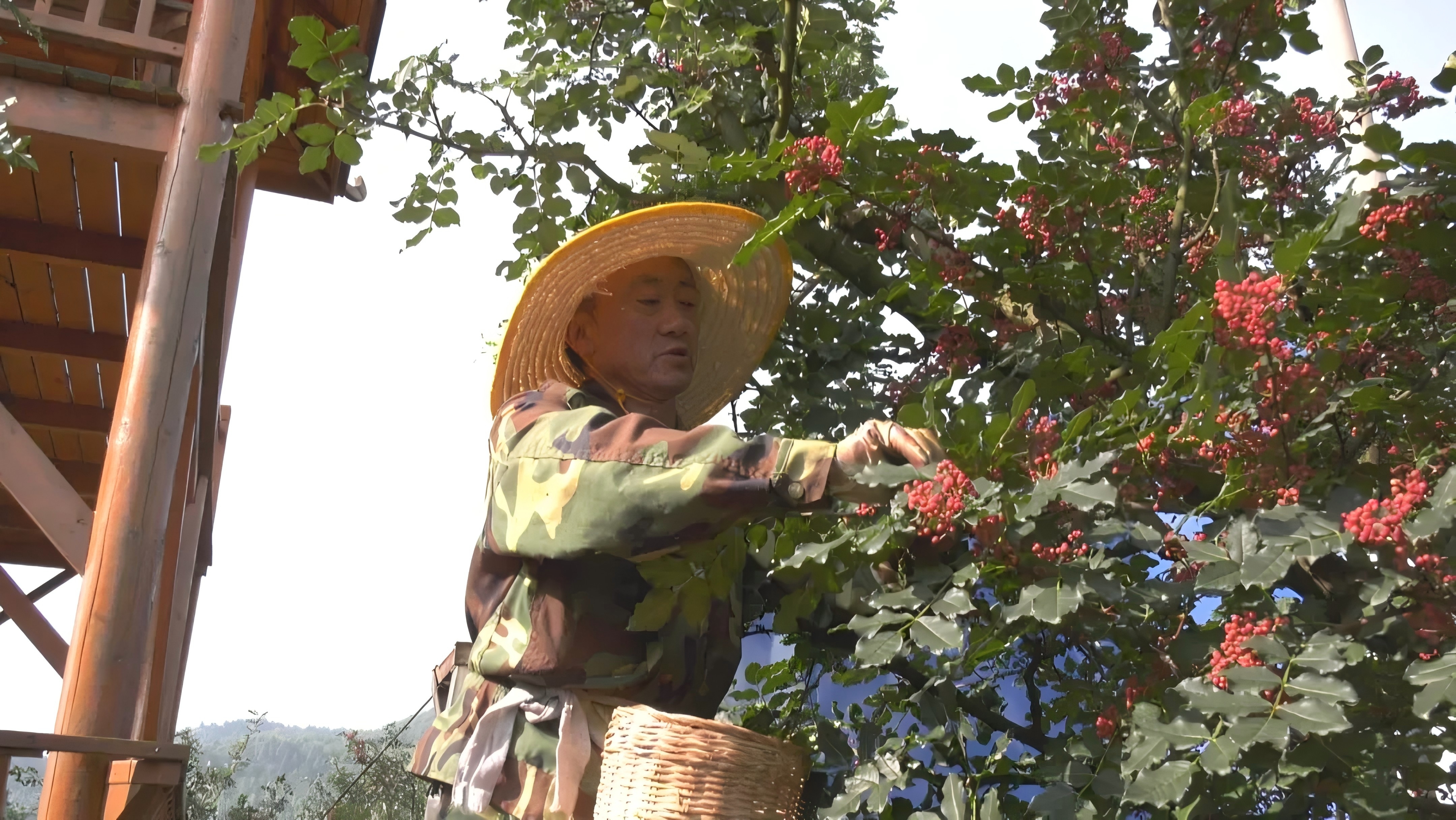 特色农业提质增效 产业兴旺底气更足