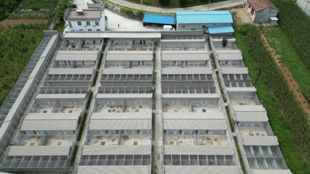 小物种大产业！凤县林麝养殖催生林下经济超4亿元产值