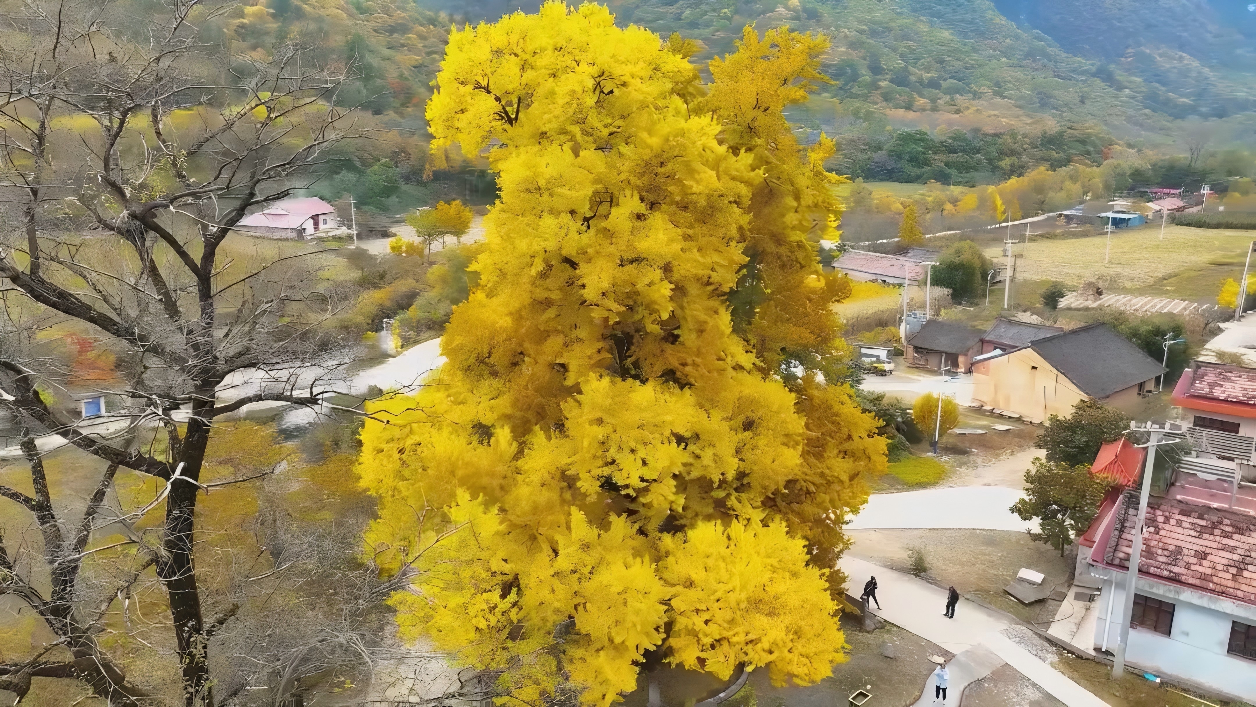 凤县：千年银杏“夫妻”树牵手生态产业 舞出缤纷诗意