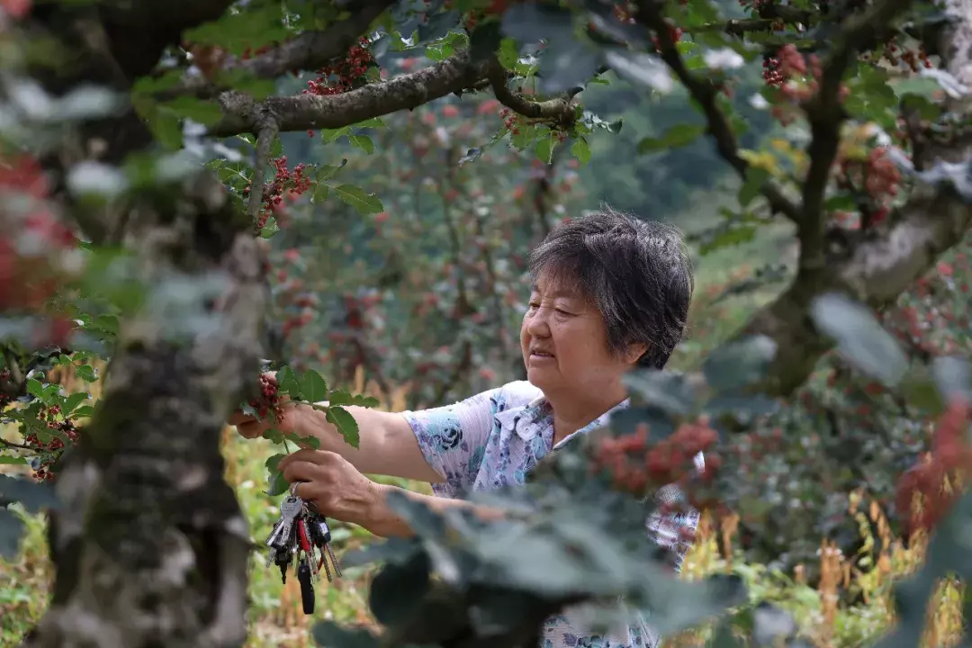 凤县：花椒采摘正当时 协同发力保丰收