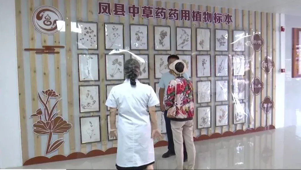 凤县：秦岭药香润万家 擦亮中医康养“新名片”